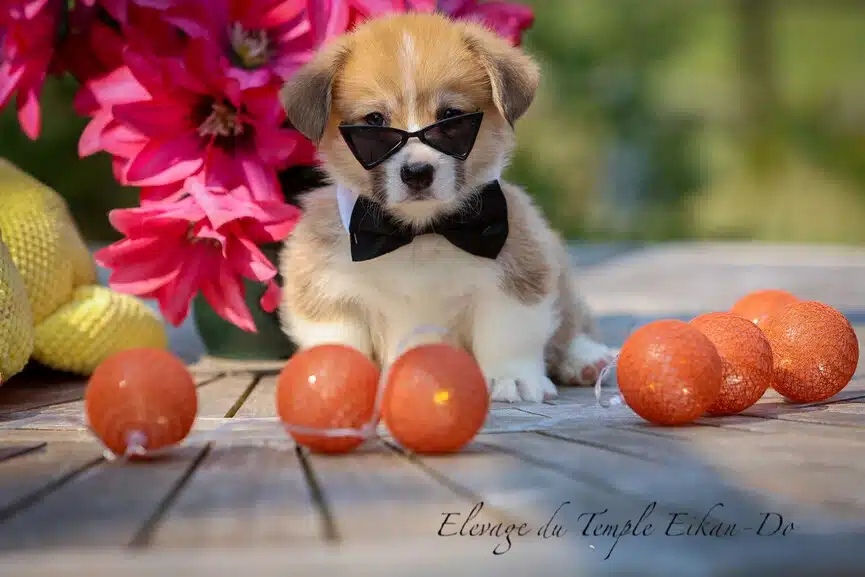 Description ou nom du chiot