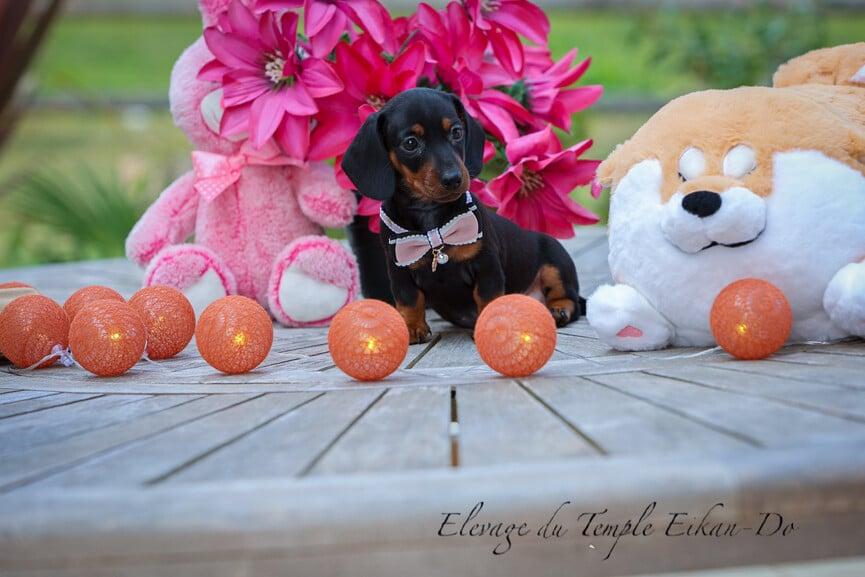 Description ou nom du chiot