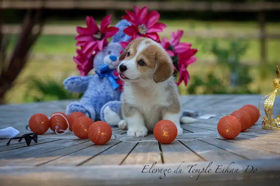 Description ou nom du chiot
