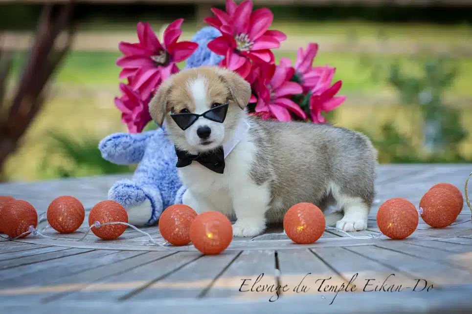 Description ou nom du chiot