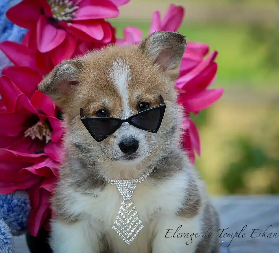 Description ou nom du chiot