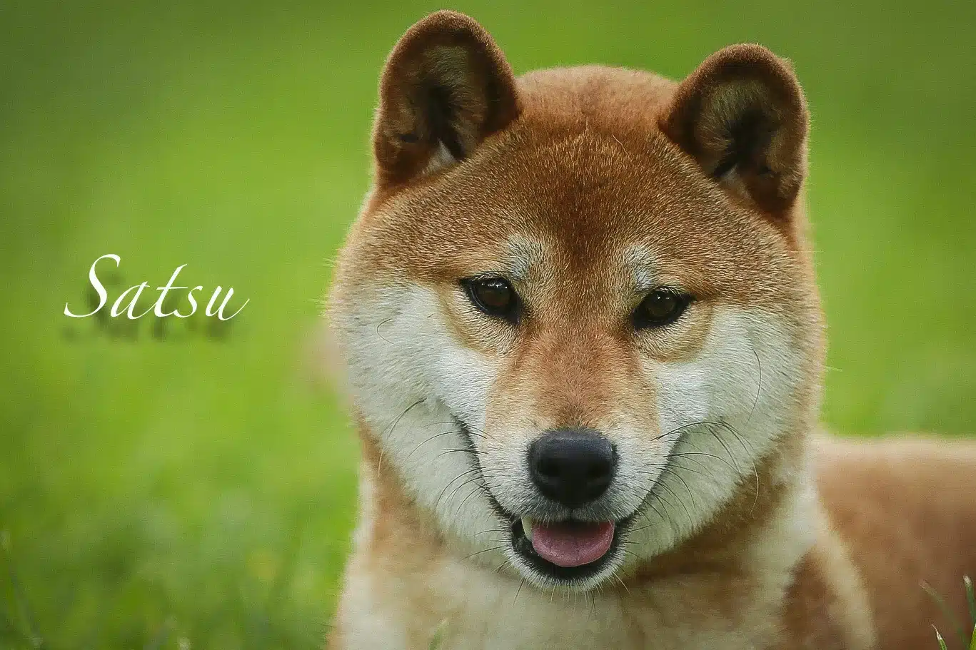 Chiot Shiba Inu