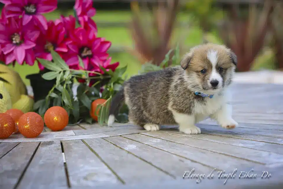 Description ou nom du chiot