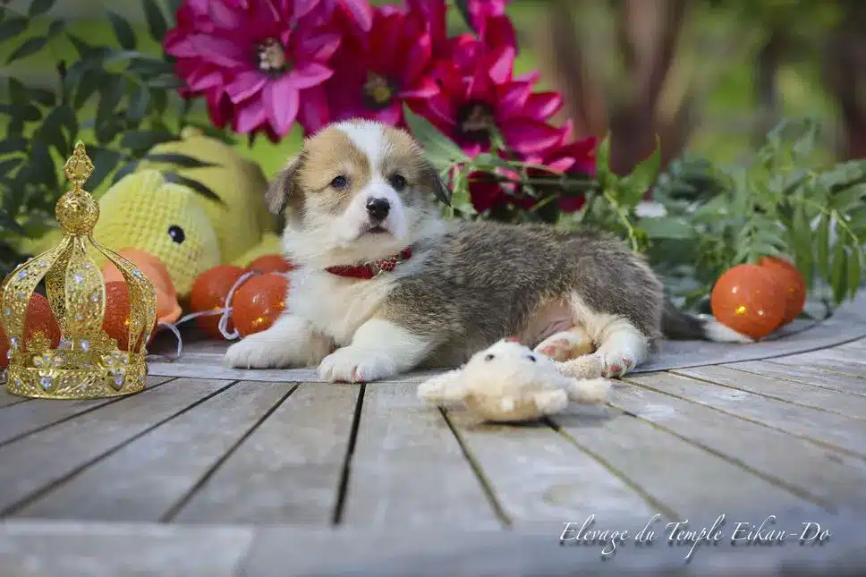 Description ou nom du chiot