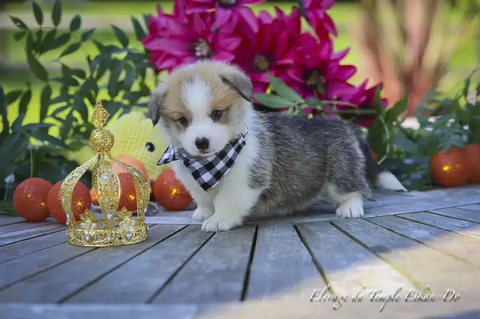 Description ou nom du chiot