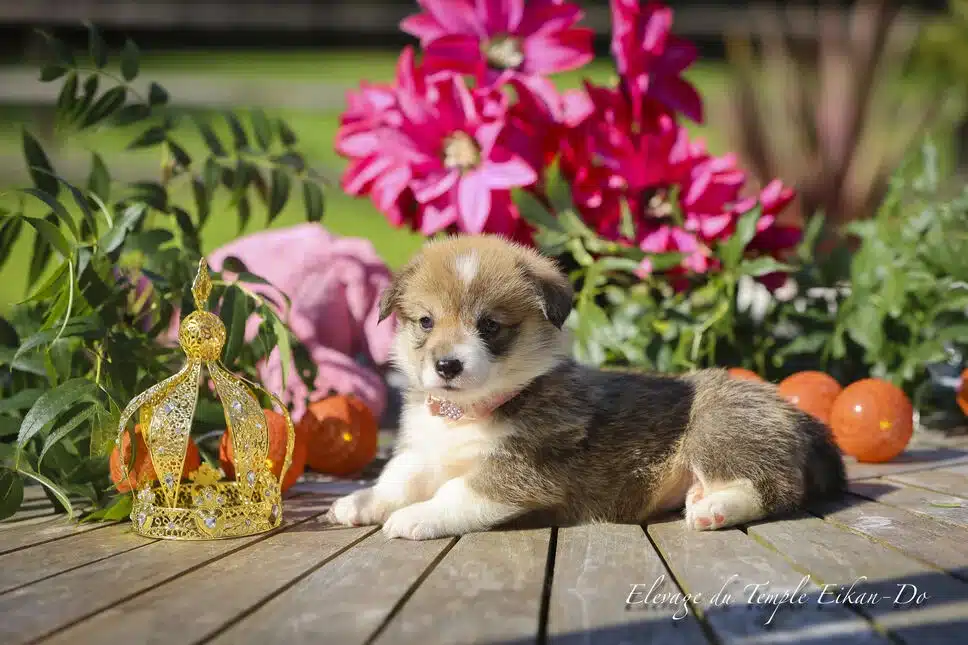 Description ou nom du chiot