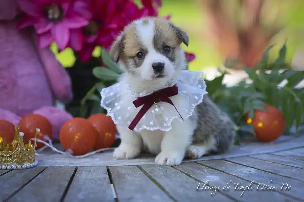 Description ou nom du chiot