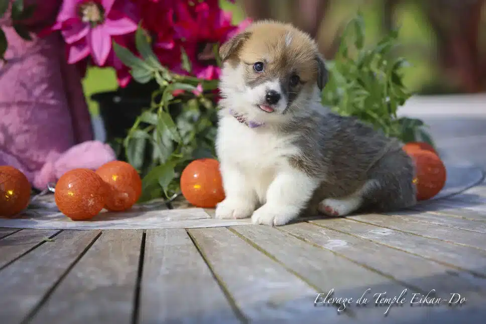 Description ou nom du chiot