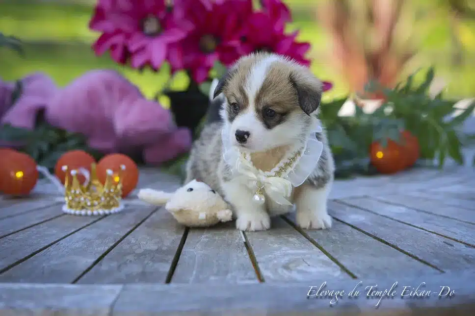 Description ou nom du chiot