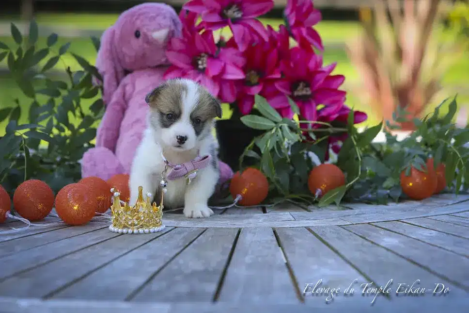 Description ou nom du chiot