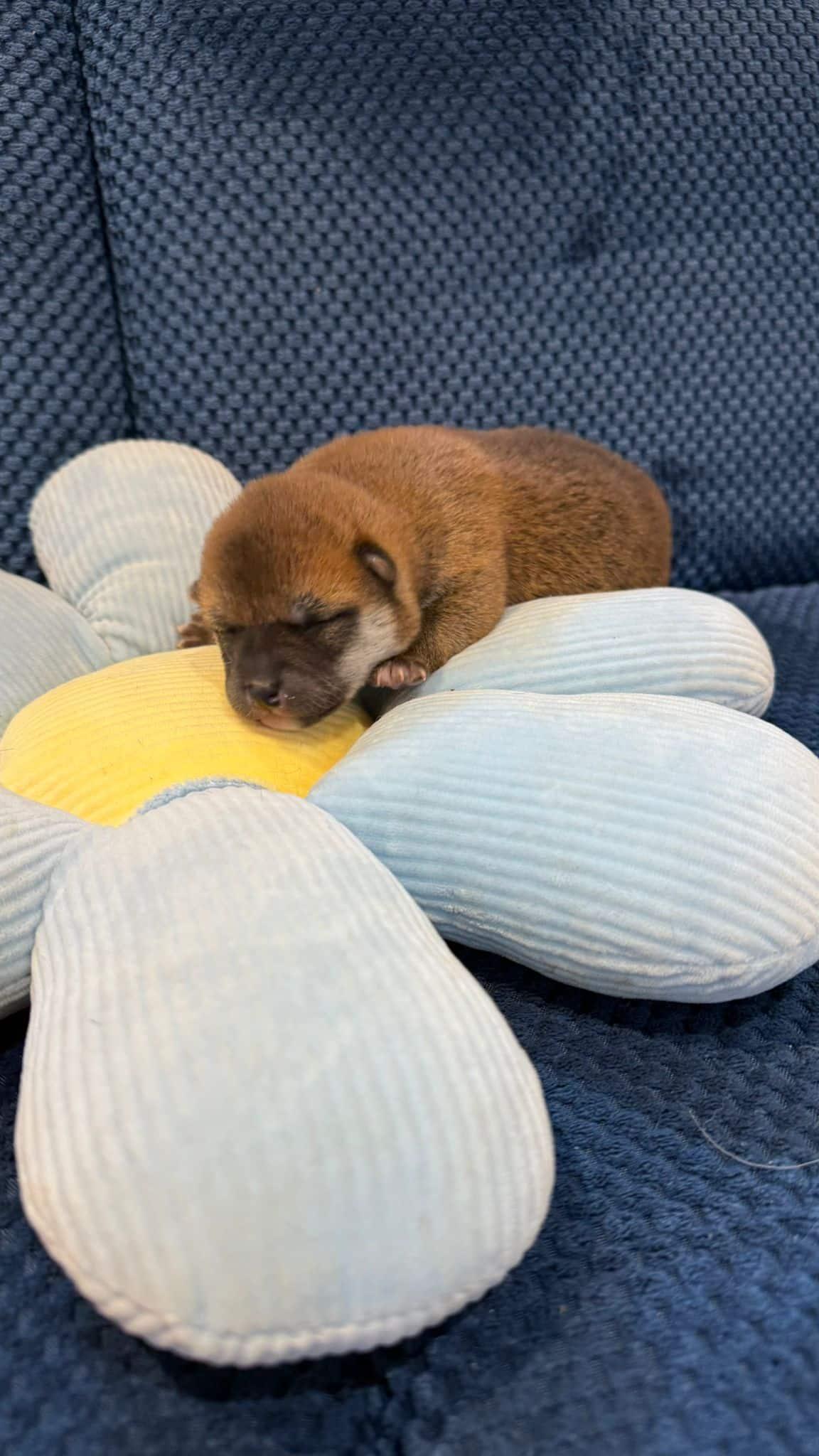 Chiot disponible
