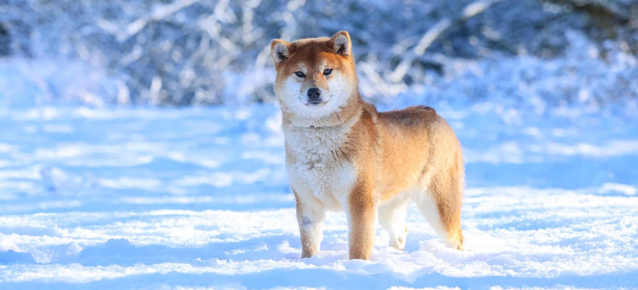 elevage shiba inu