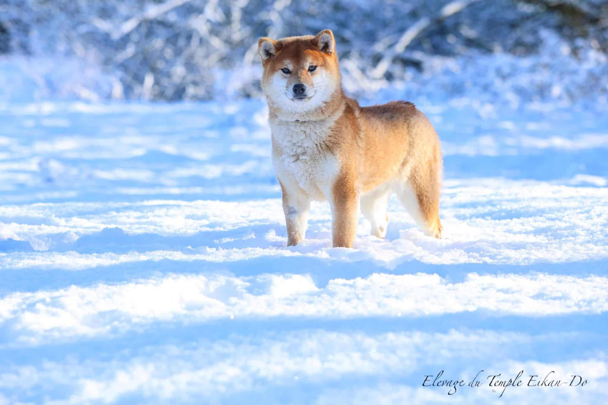 elevage shiba inu