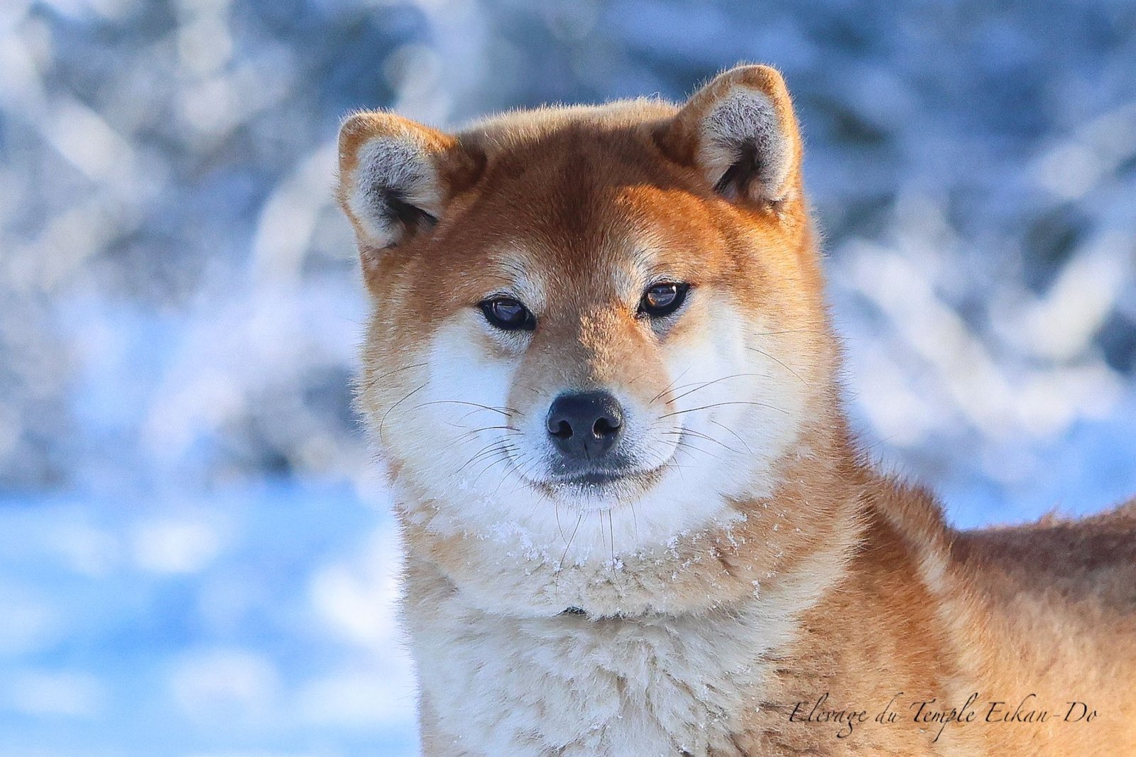 femelle shiba inu
