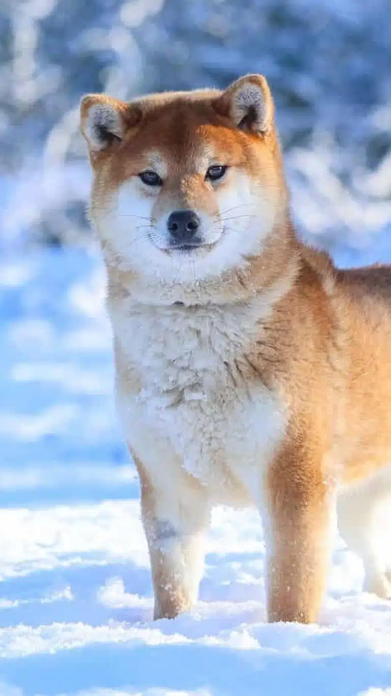 elevage shiba inu