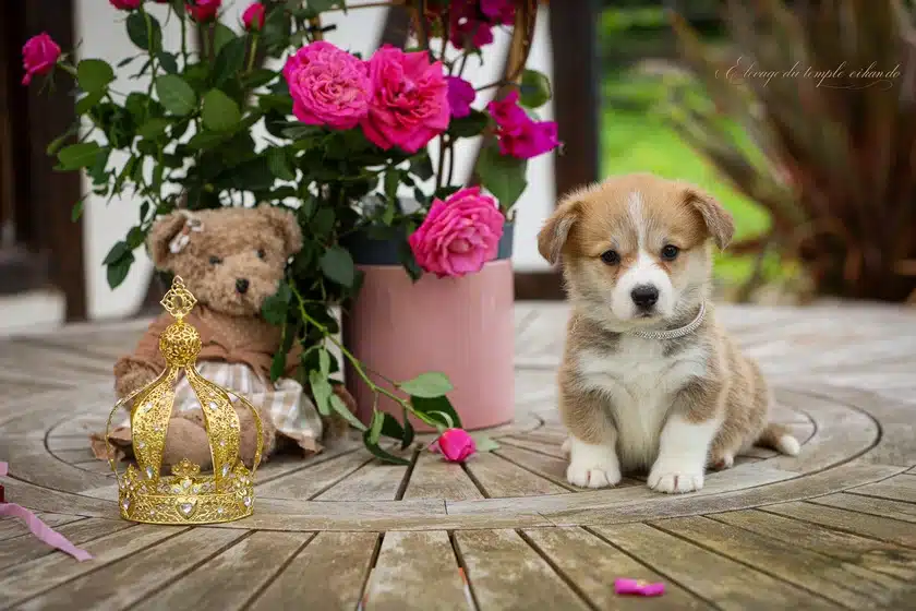 Femelle Corgi fauve disponible