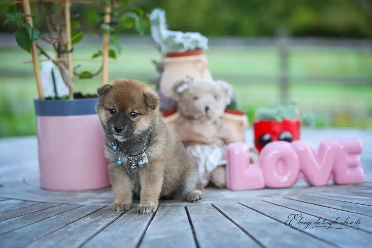 Jeune chiot Shiba Inu du Temple Eikan Do lors d’une séance photo