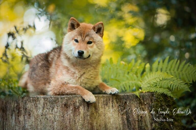 Jeune Shiba Inu du Temple Eikan Do dans un décor végétal