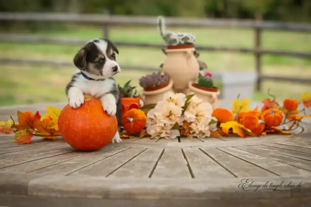 B'Nikki, Mâle Corgi