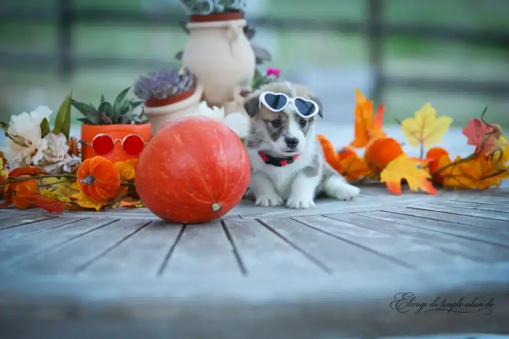 Billy Murphy, Femelle Corgi