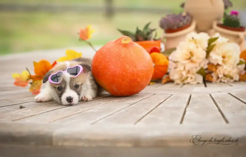 Bonnie, Femelle Corgi