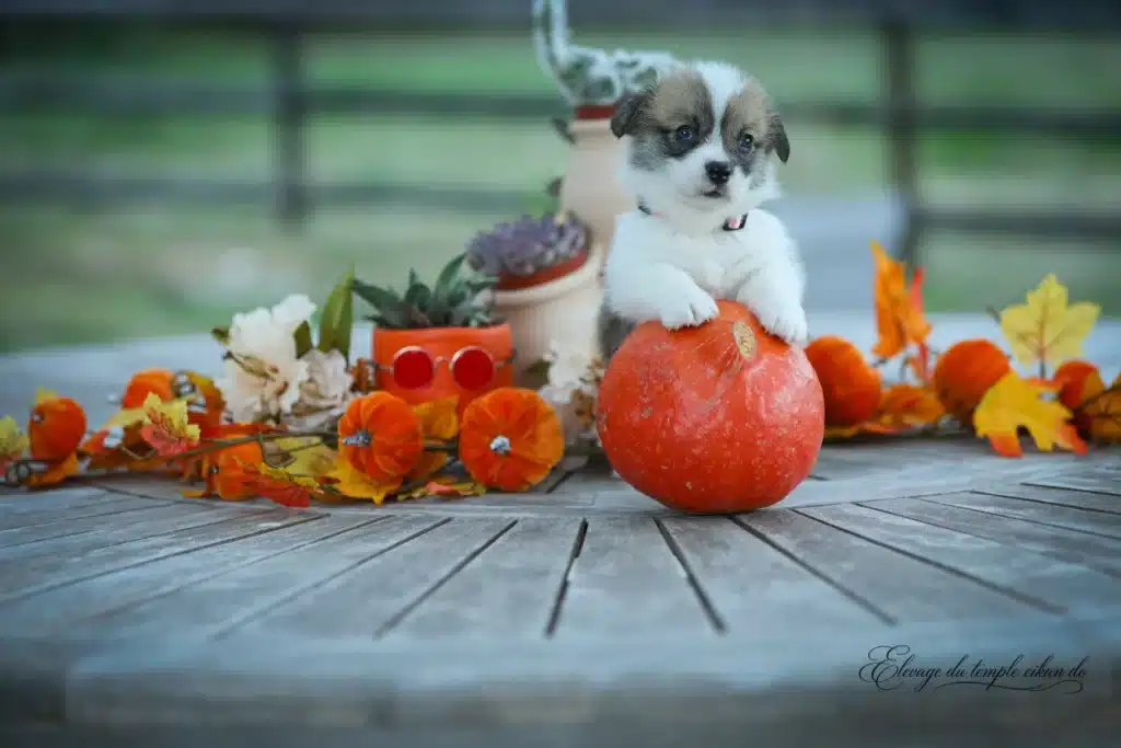 Boulette, Femelle Corgi