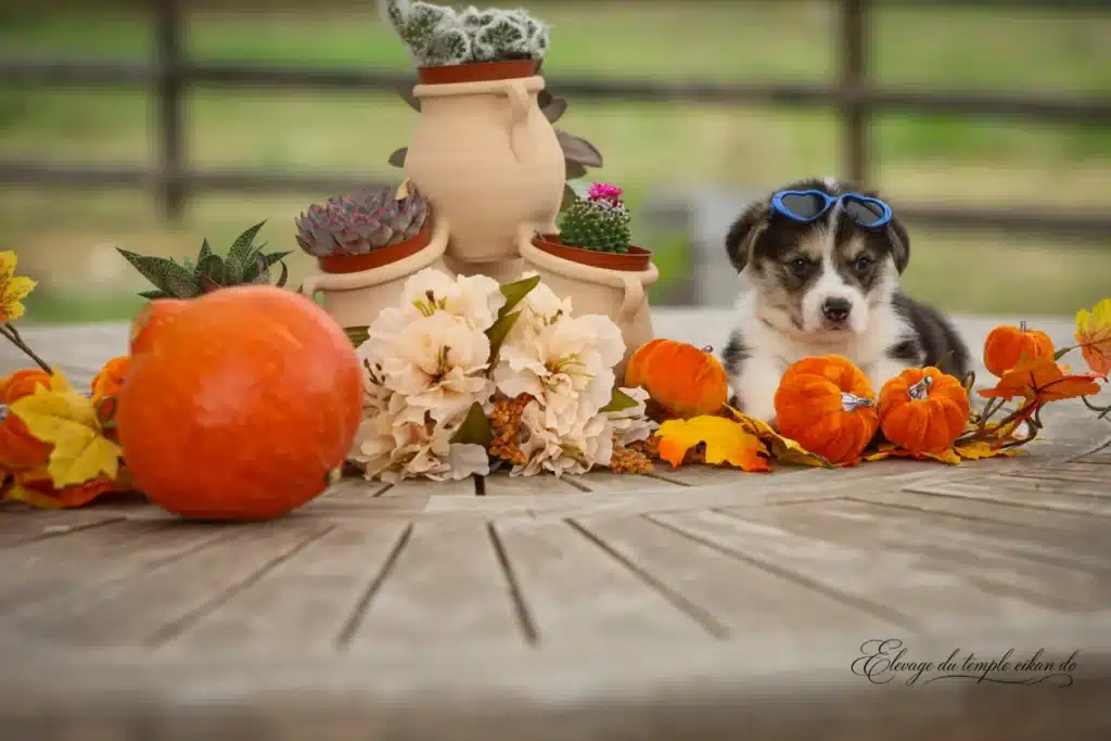 Balthazar, Mâle Corgi
