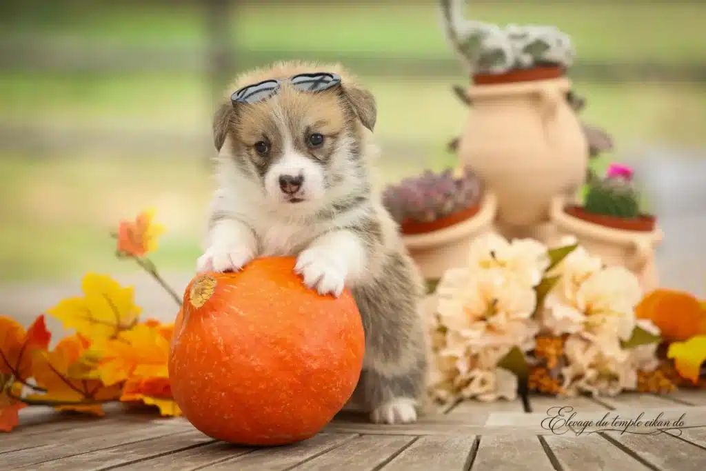 Bloom, Mâle Corgi
