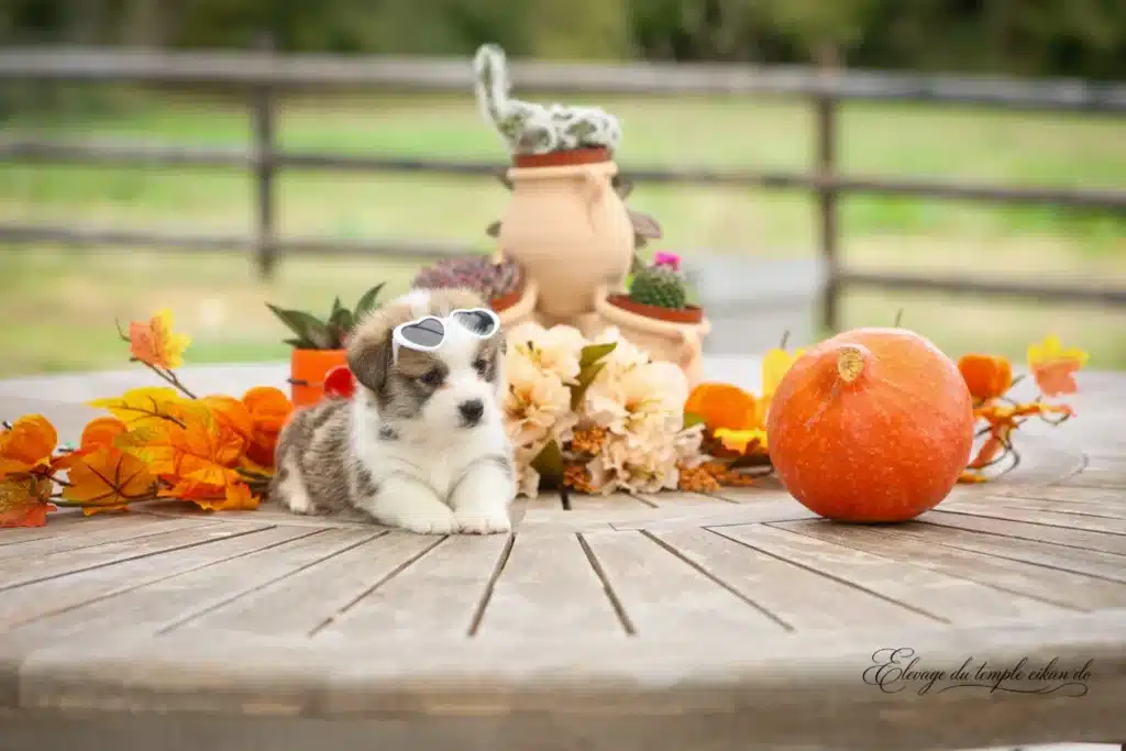 Betty, Femelle Corgi