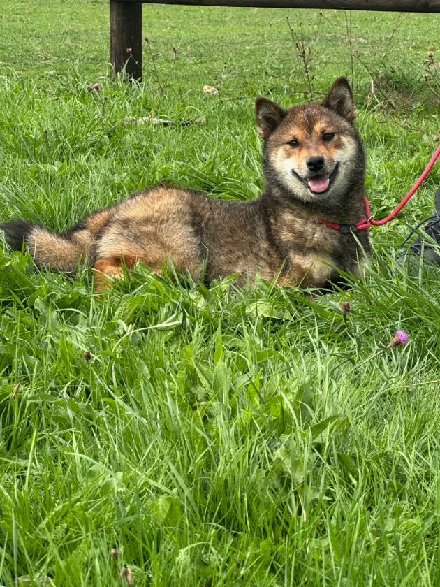 Kaori, mère de la portée